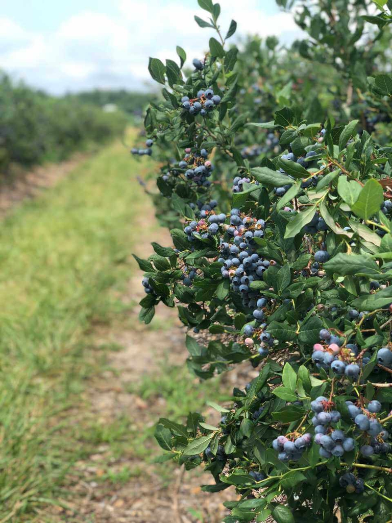 Loaded row of beautiful bennett blueberries